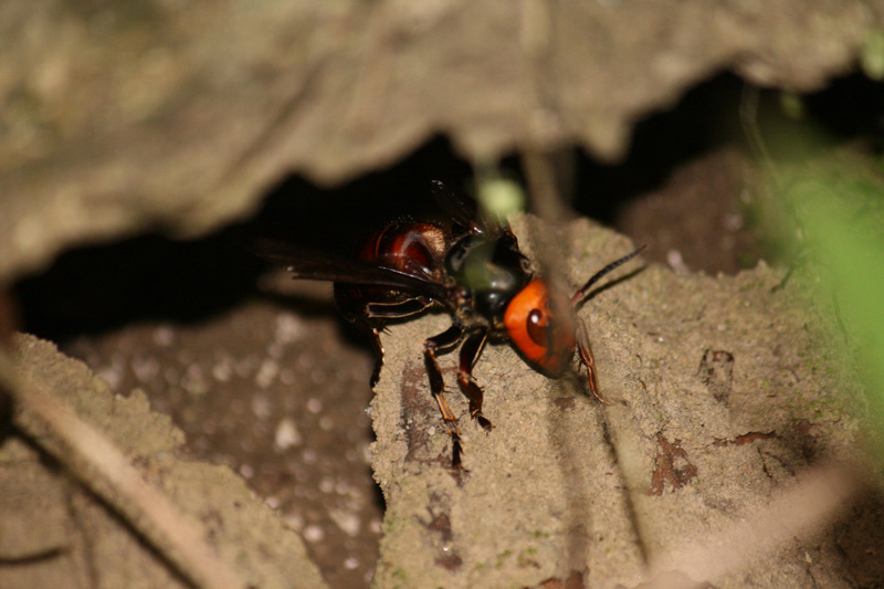 请教,地龙蜂穴?